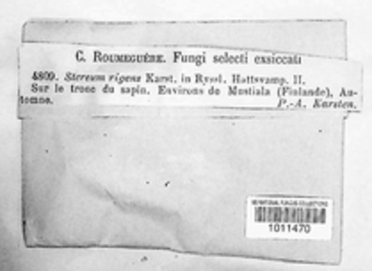Stereum sanguinolentum image